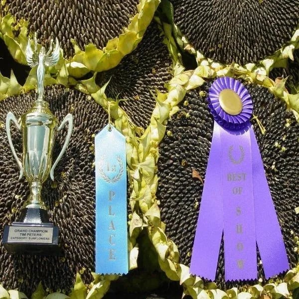 🌻Sunflower Rare Plant Garden- Mongolian Sunflower Seeds