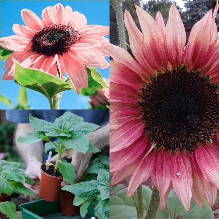 🌺Pink Sunflower Seeds Sun Flower Rare Plant Garden