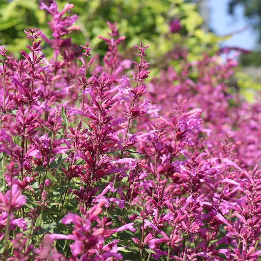 🐦LAST DAY 49% OFF-Hummingbird Agastache Seeds