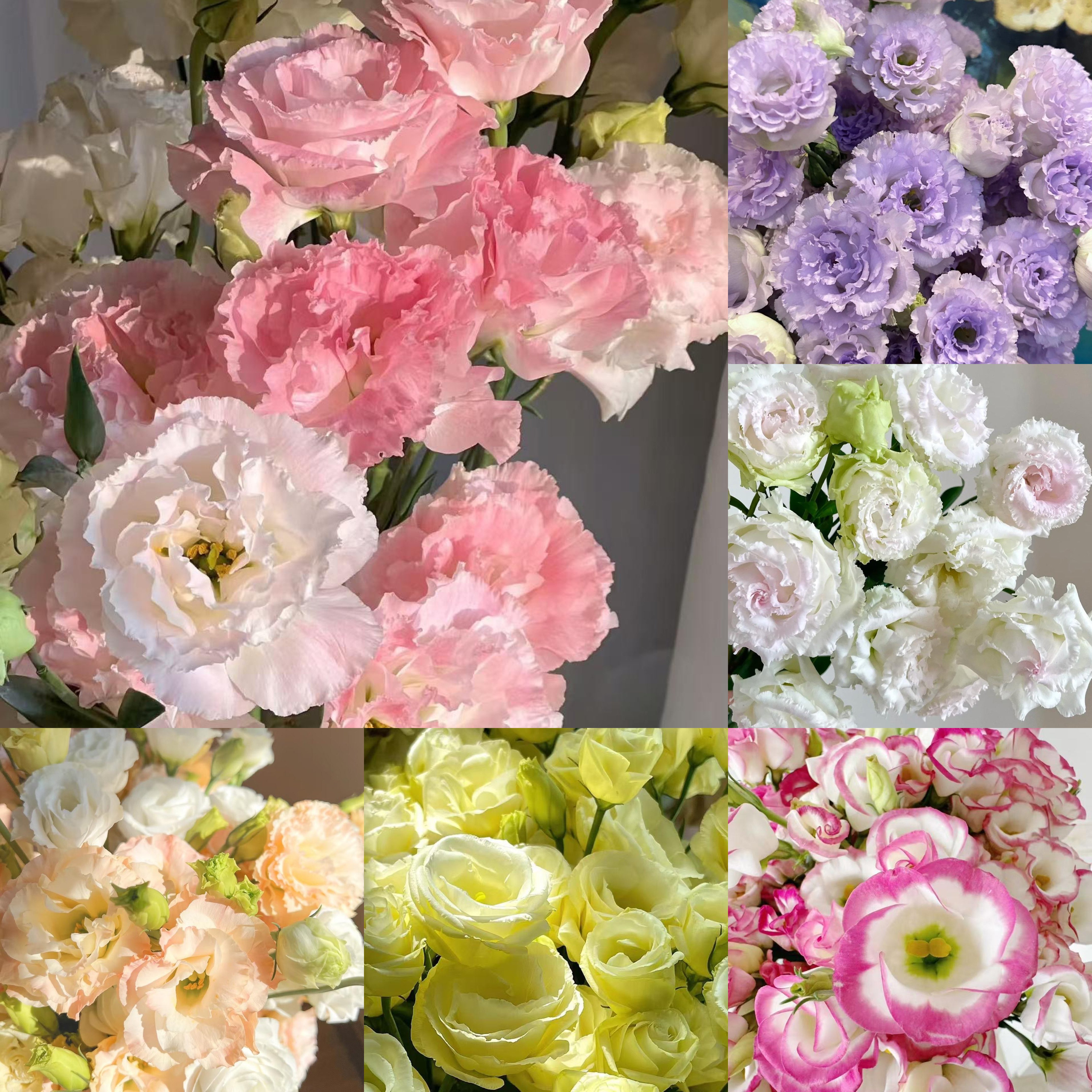 🔥Last Day 49% OFF - 🌺Eustoma Thornless Rose💐Lisanthus Seeds