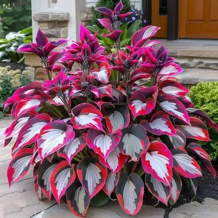 💥2025 Hot Sale 🌌Hosta Seeds Perennial Shade Plant for Garden