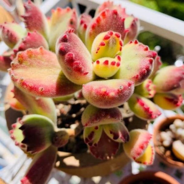 🐻‍❄️Bear's-paw Succulent Seeds🌱