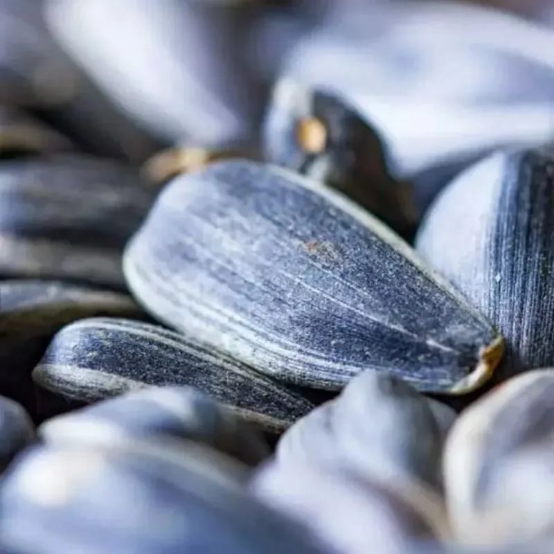 Bright Blue Sunflower Seeds