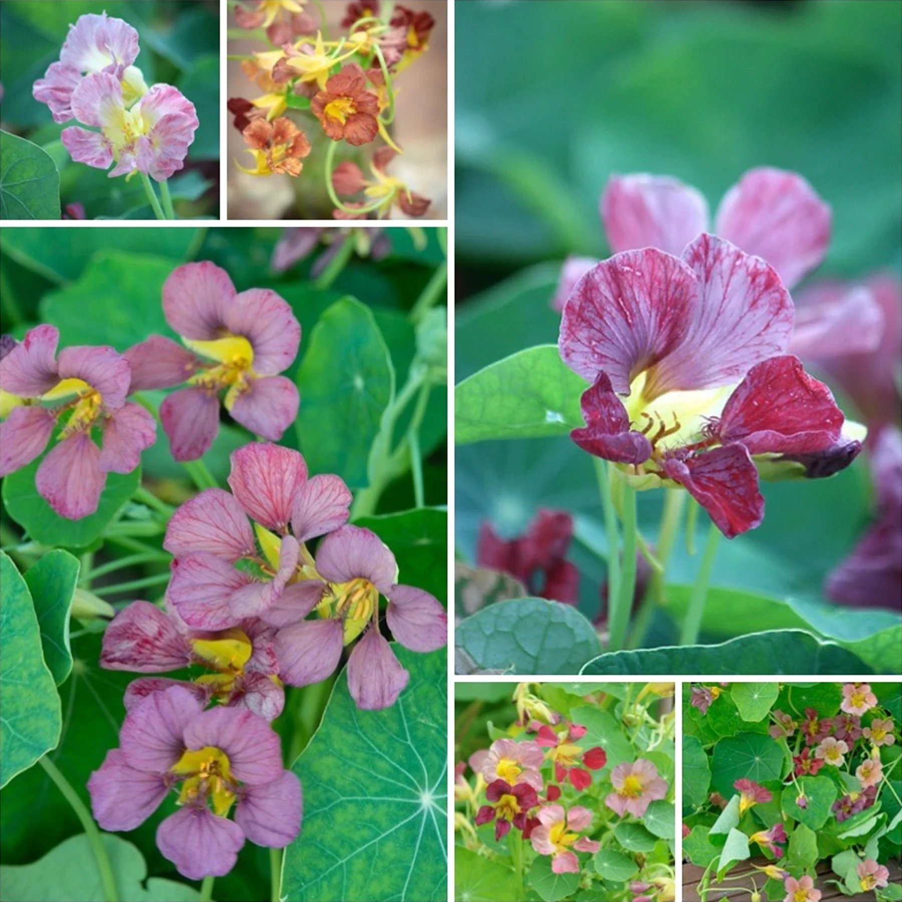 🔥Last day clearance🌺Low-maintenance Nasturtium Seeds