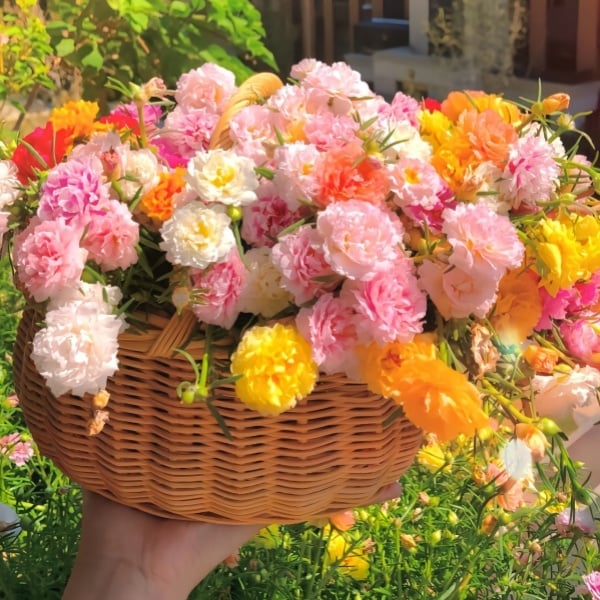 🌼Colorful Sunflower Seeds