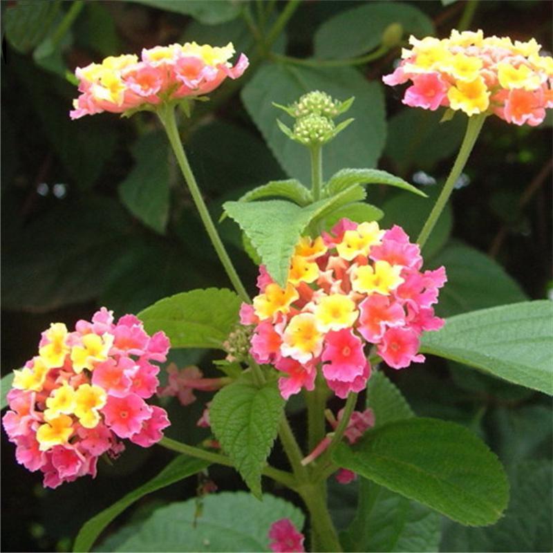 Egrow 30 Pcs/Pack Lantana Seeds Lantana Camara Tree Plan Flower Seeds ...