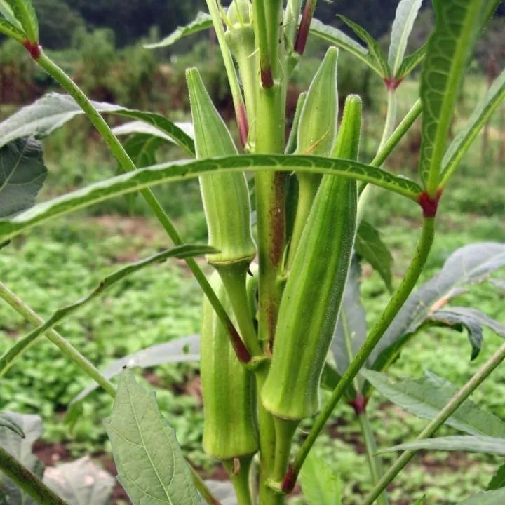 [Mass production - Full - Green ]Okra Seeds