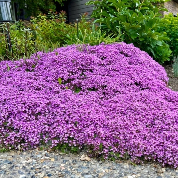 ✨🌸Low-maintenance thyme seeds🍀