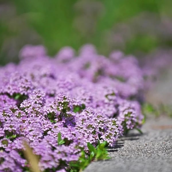 ✨🌸Low-maintenance thyme seeds🍀