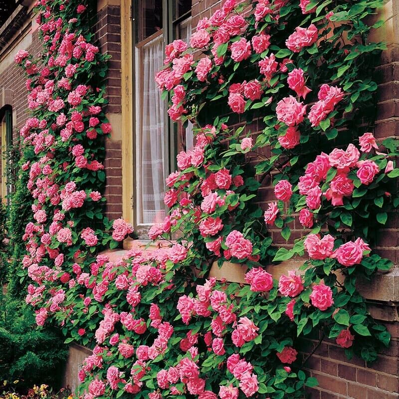 🌸Last day clearance🌹Rosa 'Eden' Climbing Rose Seeds – Heirloom Beauty