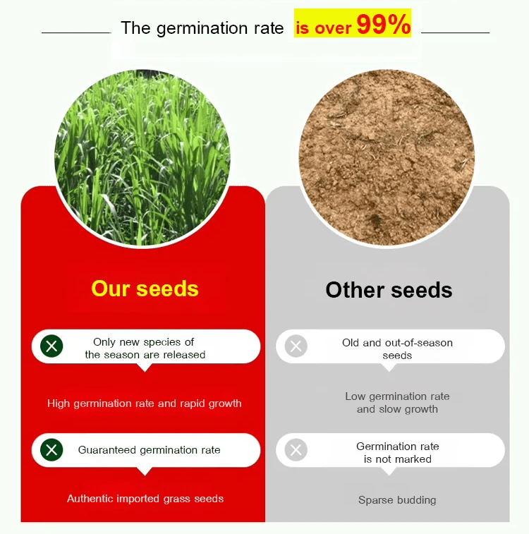 🌿Hybrid Sorghum-Sudan Grass King✅High-Yielding Forage Seed
