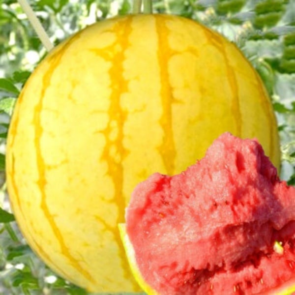 🍈Watermelon Seeds🍉