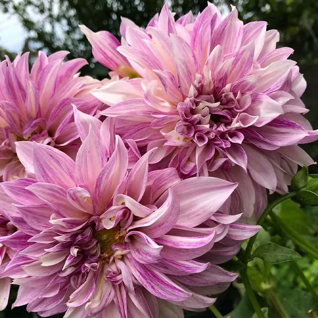 Mixed Giant Dahlia Seeds Ecohill
