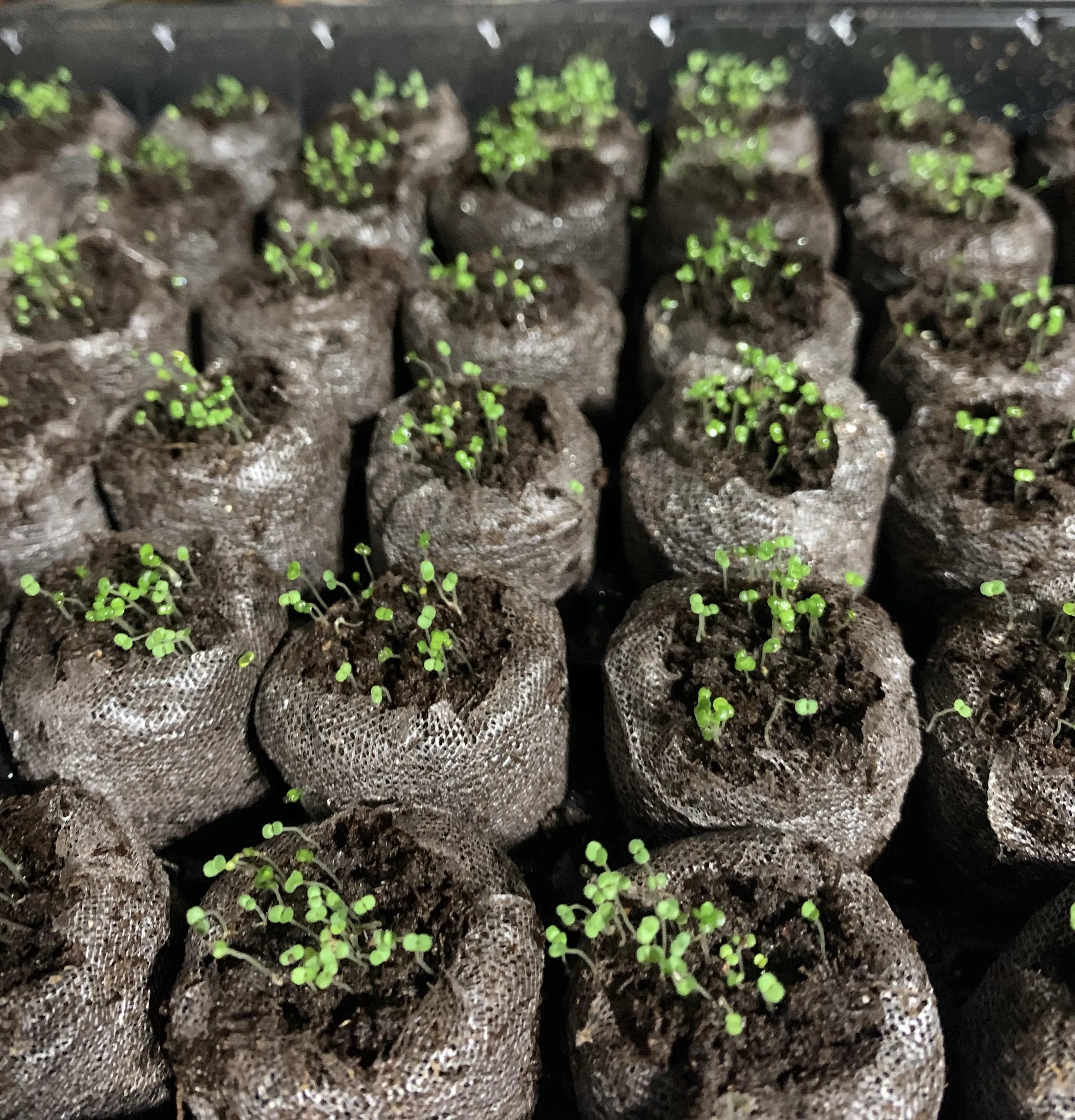 🎁2025 Special Offer 🍃Creeping Thyme Homegrown Seeds