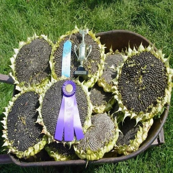 🌻Sunflower Rare Plant Garden- Mongolian Sunflower Seeds