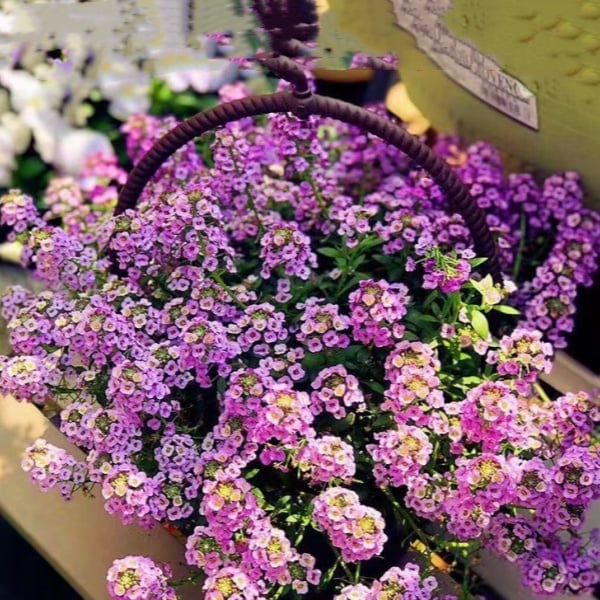 Fragrant Snow Ball Seed