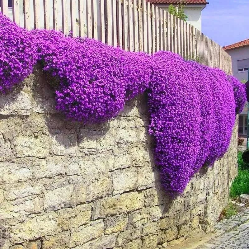 🎁2025 Special Offer 🍃Creeping Thyme Homegrown Seeds