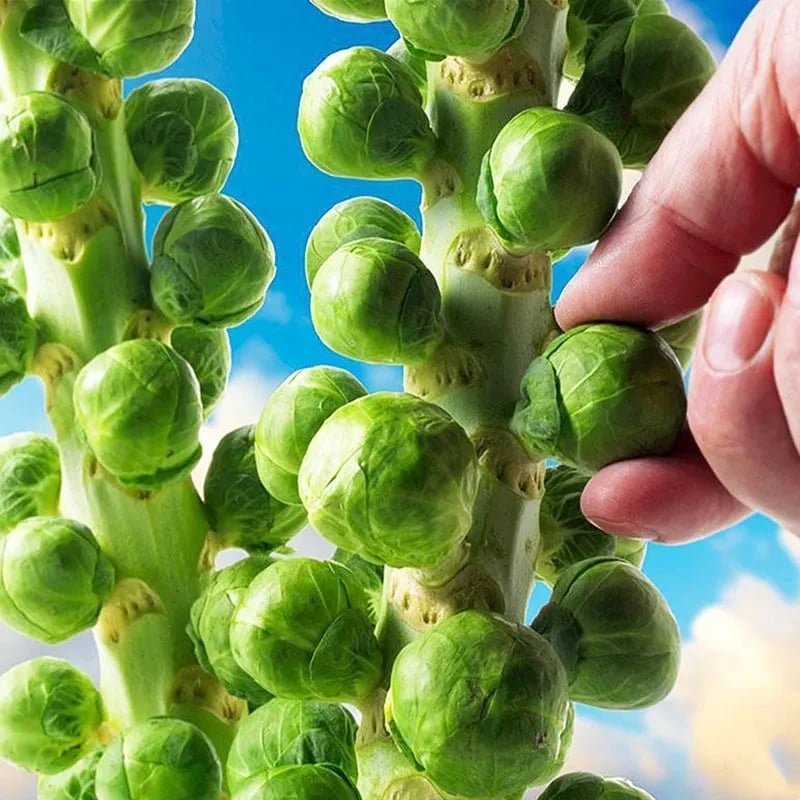 Brussels Sprouts Seeds