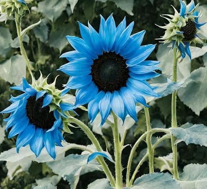 Bright Blue Sunflower Seeds