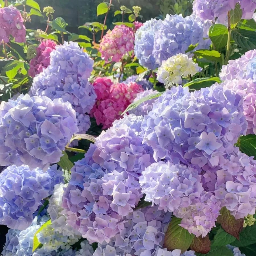 ✨Colorful Giant Hydrangea Seed-Perennial Flower Seeds-Easy To Plant🍃