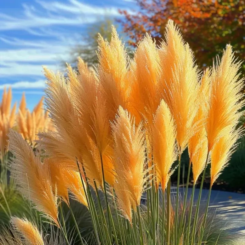 🔥2025 Garden Must-Have🌾 Perennial Pampas Ornamental Grass Seeds🌱