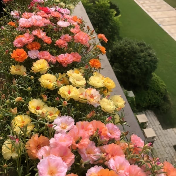🌼Colorful Sunflower Seeds