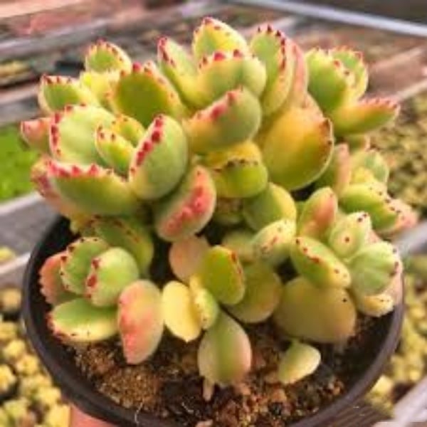 🐻‍❄️Bear's-paw Succulent Seeds🌱