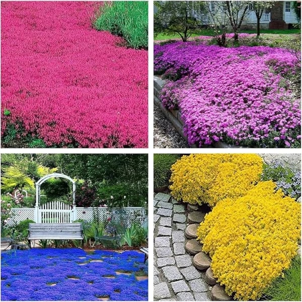 ✨🌸Low-maintenance thyme seeds🍀