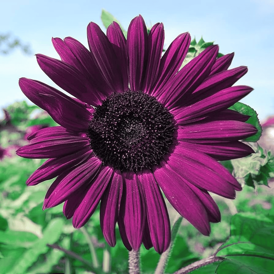 💜Sun Flower Rare Plant Garden- Giant Purple Sunflower Seeds