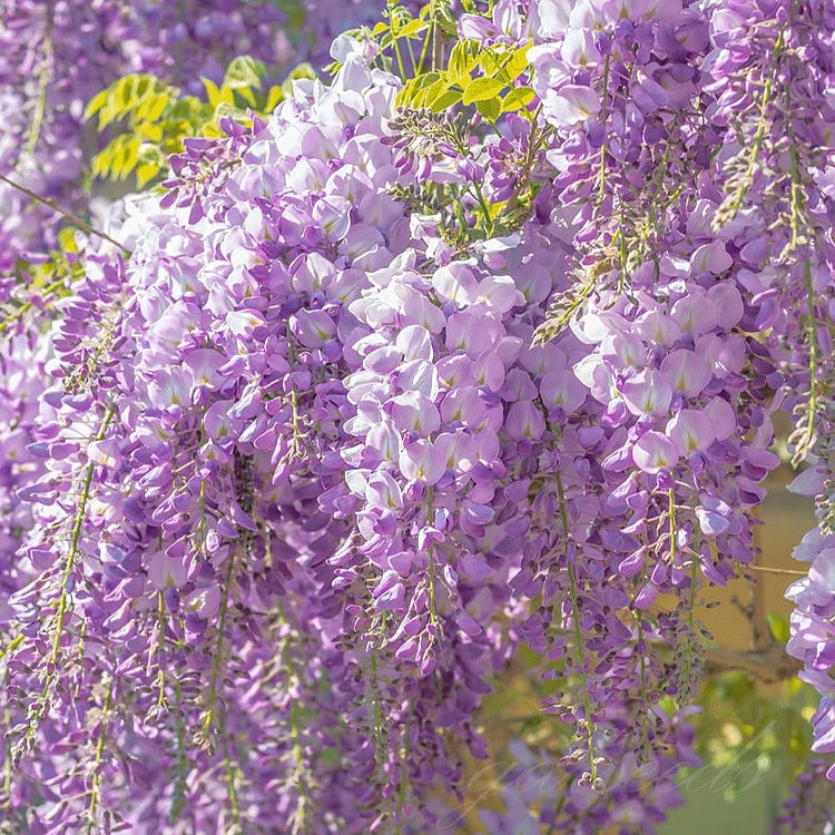 🌸Wisteria Seeds - The Garden’s Cascading Beauty All Year Round💗