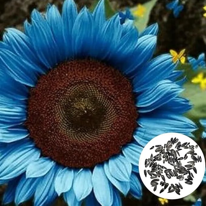 Bright Blue Sunflower Seeds