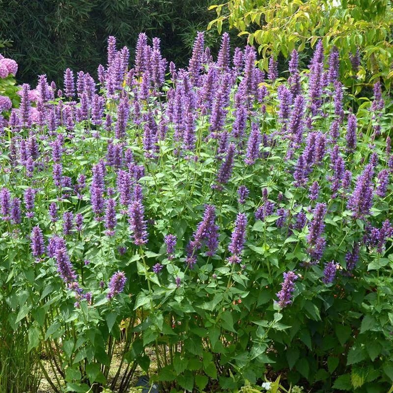 🐦LAST DAY 49% OFF-Hummingbird Agastache Seeds