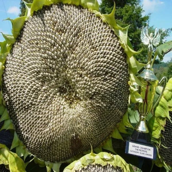 🌻Sunflower Rare Plant Garden- Mongolian Sunflower Seeds