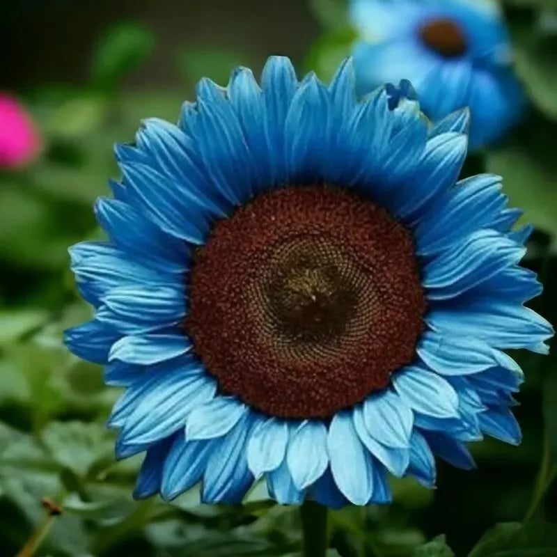 Bright Blue Sunflower Seeds