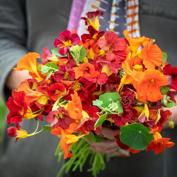🔥Last day clearance🌺Low-maintenance Nasturtium Seeds