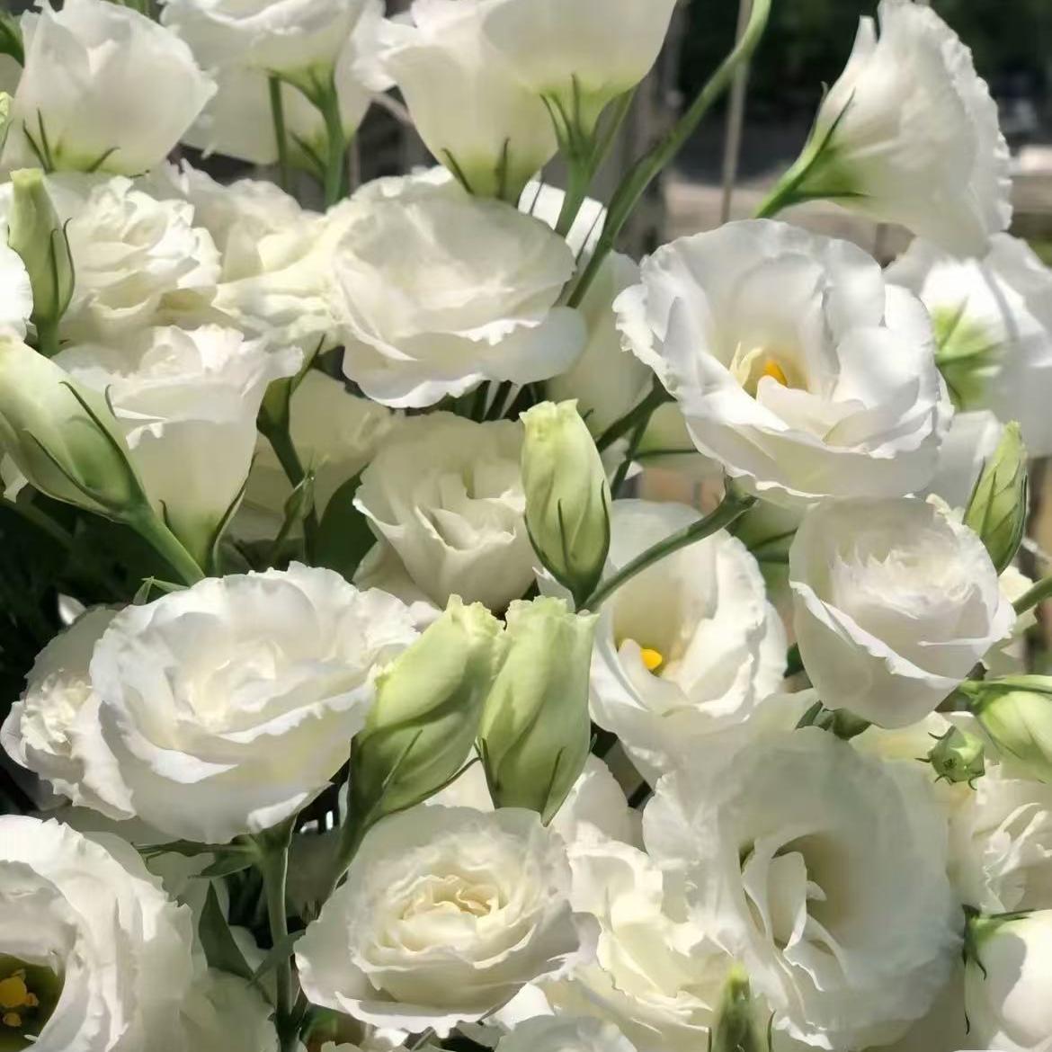 🔥Last Day 49% OFF - 🌺Eustoma Thornless Rose💐Lisanthus Seeds