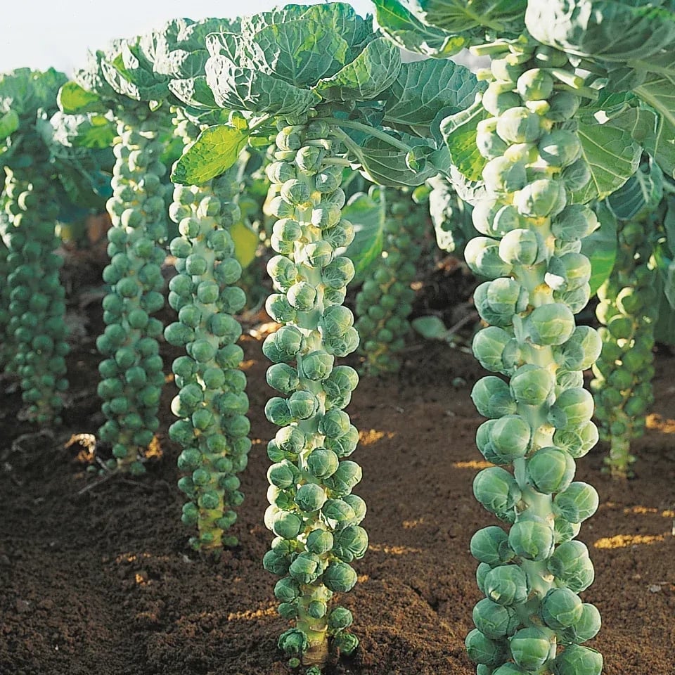 Brussels Sprouts Seeds