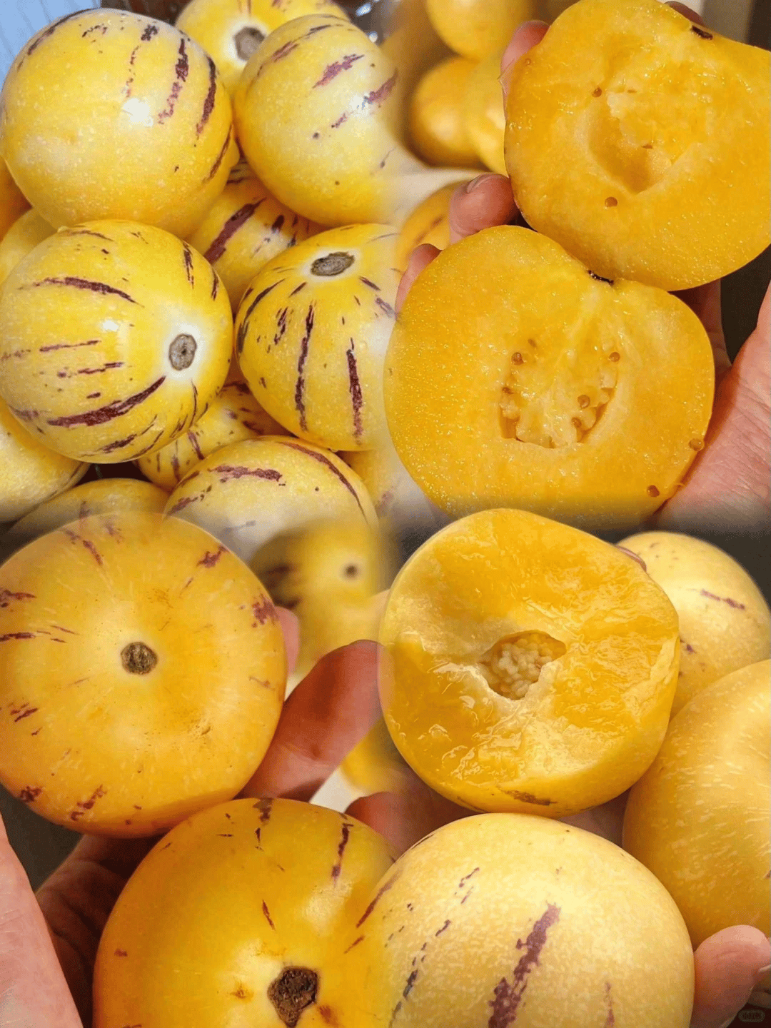 ✨️Rare ginseng fruit seeds🥭Rich in vitamins and minerals!