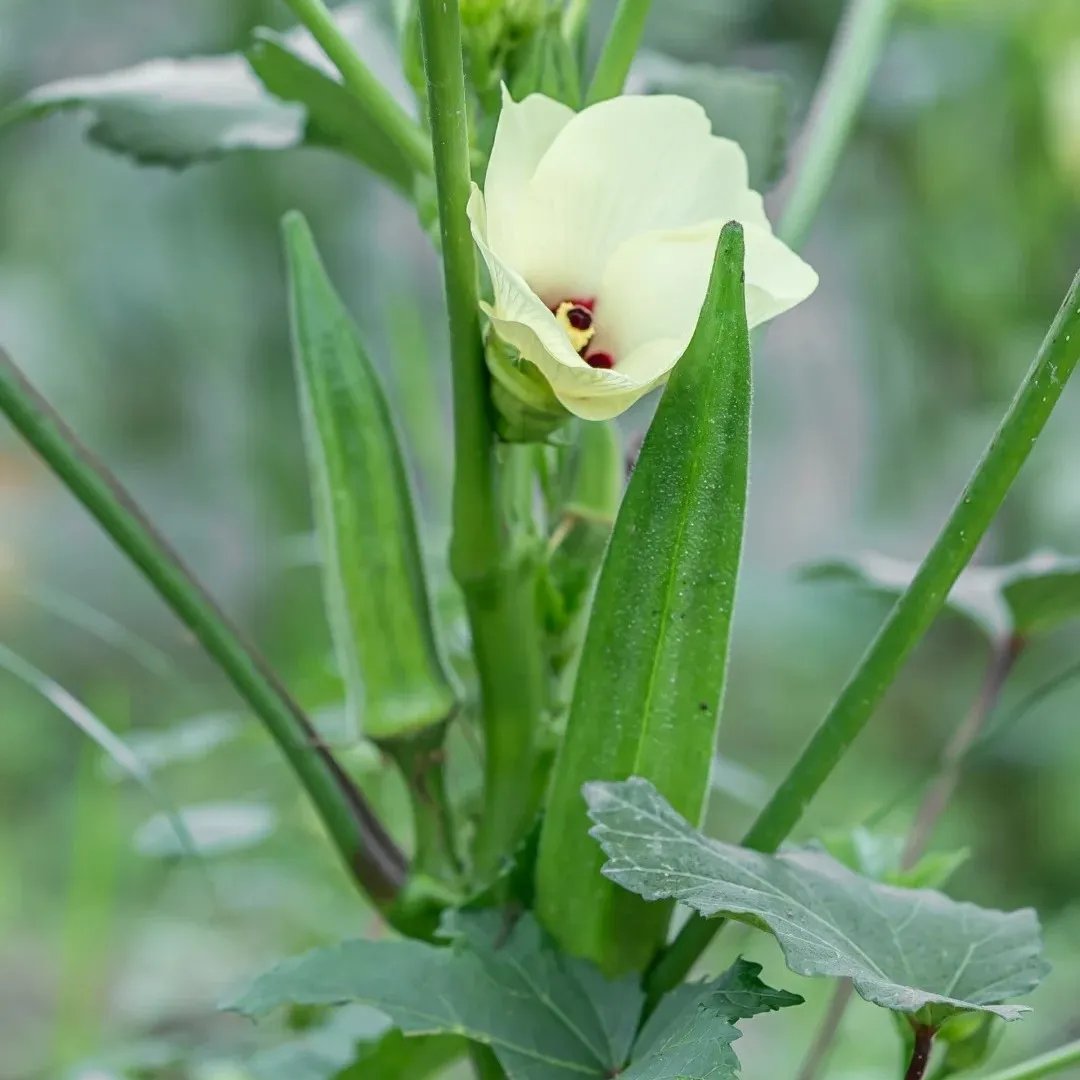 [Mass production - Full - Green ]Okra Seeds