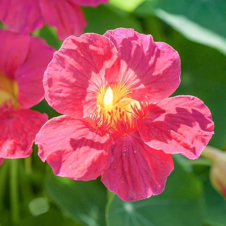 🔥Last day clearance🌺Low-maintenance Nasturtium Seeds