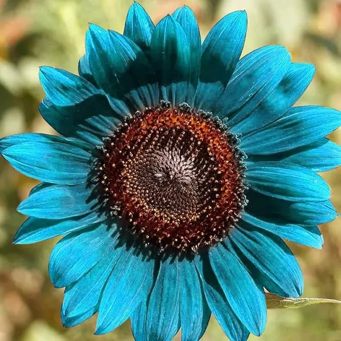 Bright Blue Sunflower Seeds