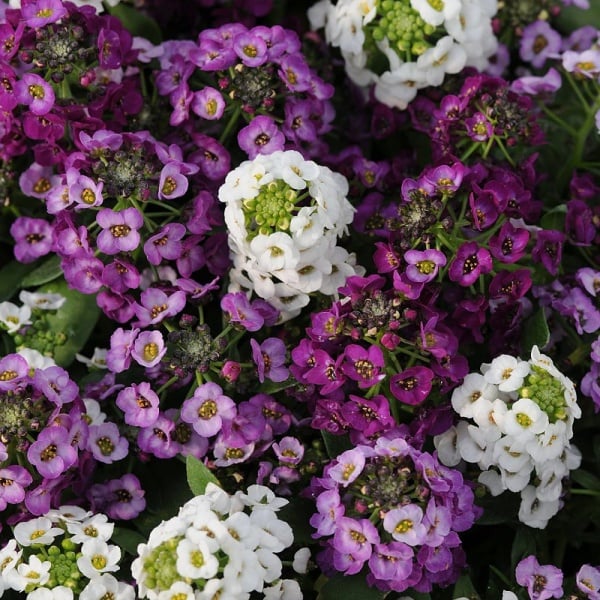 Fragrant Snow Ball Seed