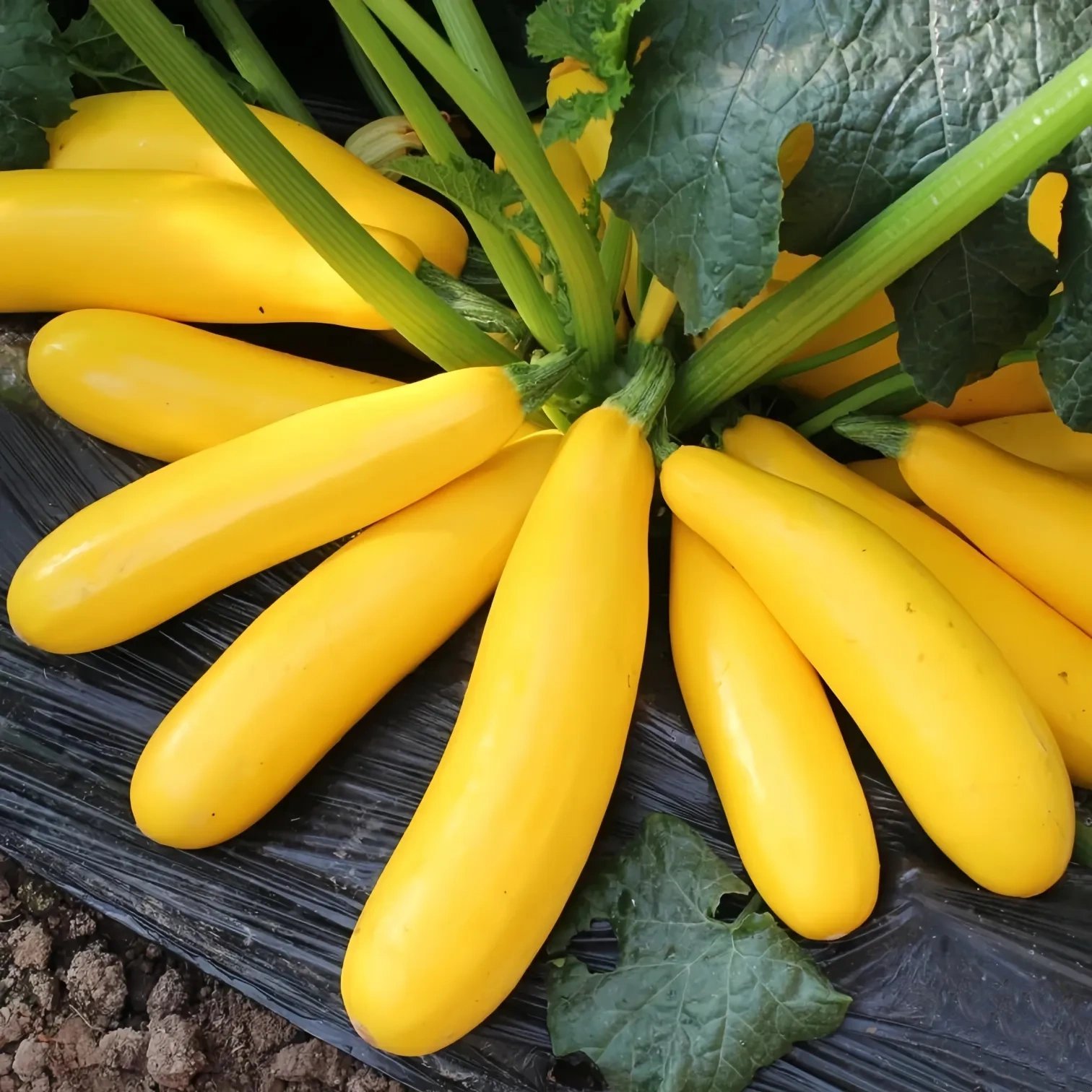 Golden Zucchini Seeds