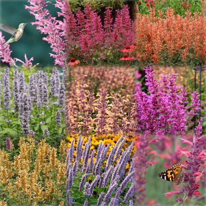 🐦LAST DAY 49% OFF-Hummingbird Agastache Seeds