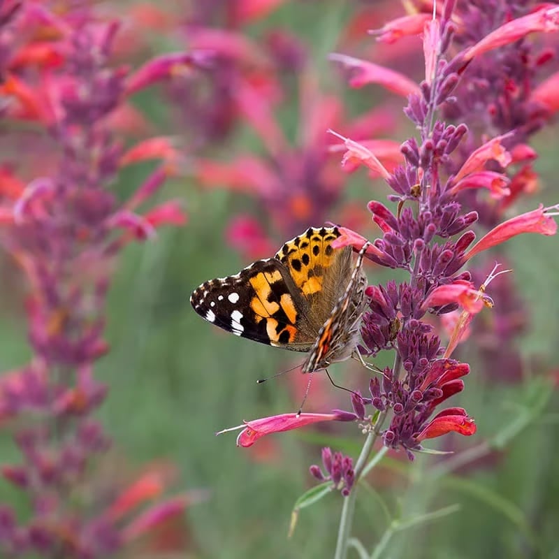 🐦LAST DAY 49% OFF-Hummingbird Agastache Seeds