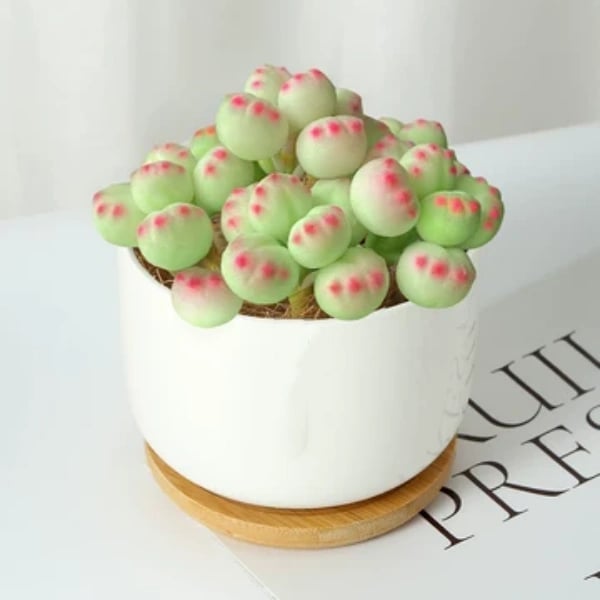 🐻‍❄️Bear's-paw Succulent Seeds🌱