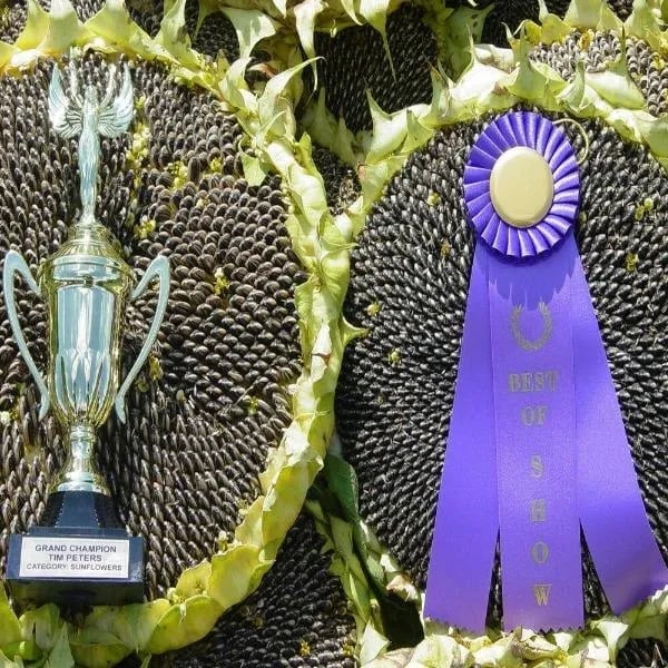 🌻Sunflower Rare Plant Garden- Mongolian Sunflower Seeds