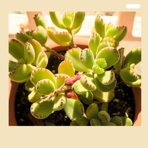 🐻‍❄️Bear's-paw Succulent Seeds🌱