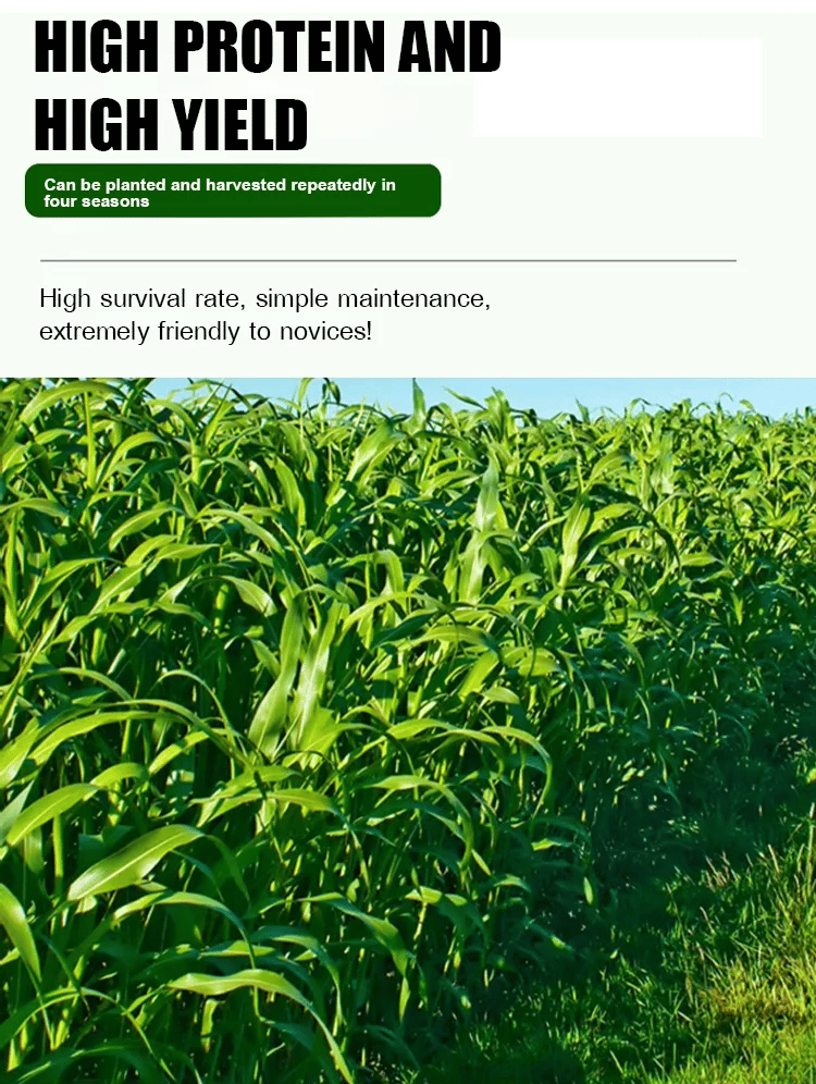 🌿Hybrid Sorghum-Sudan Grass King✅High-Yielding Forage Seed