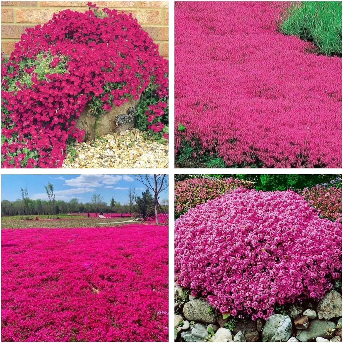 🎁2025 Special Offer 🍃Creeping Thyme Homegrown Seeds